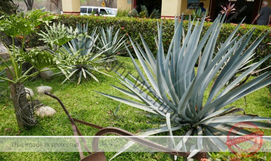 Tequila in Puerto Vallarta