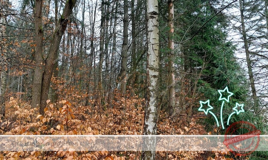 Waldbaden