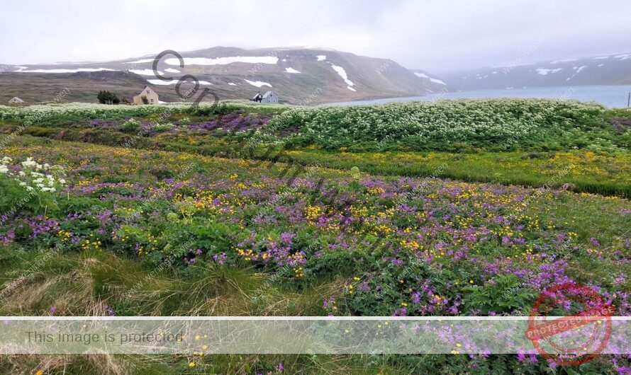 Eiseskälte in Isafjordur