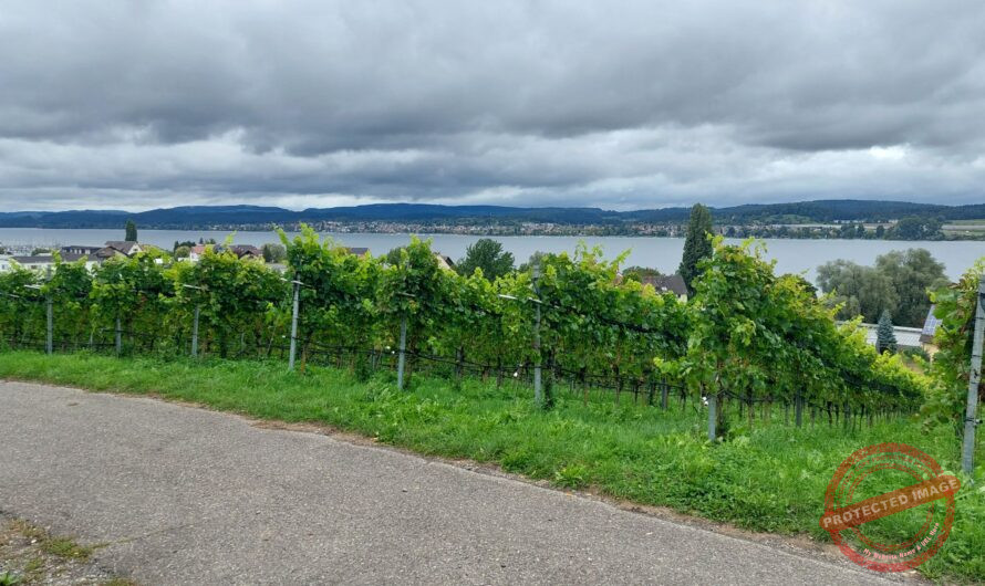 Bodensee1: Insel Reichenau und Konstanz