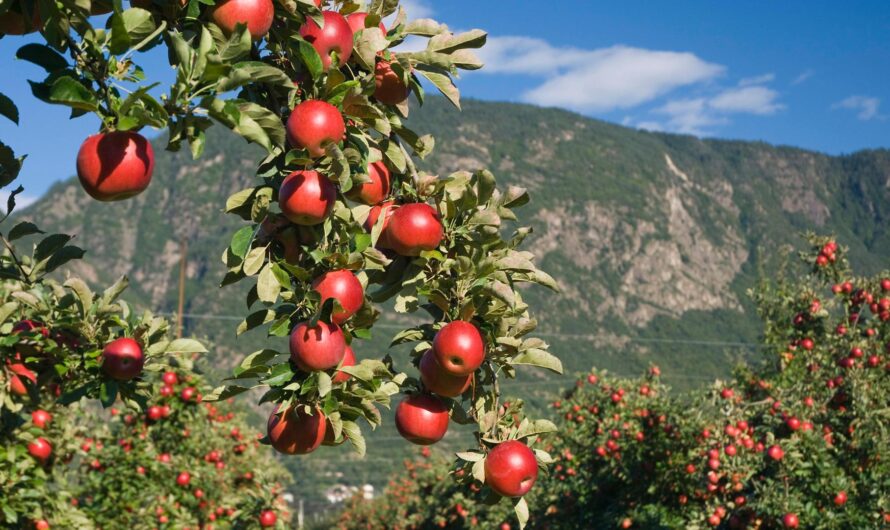 Radtour Südtirol – 9/2026