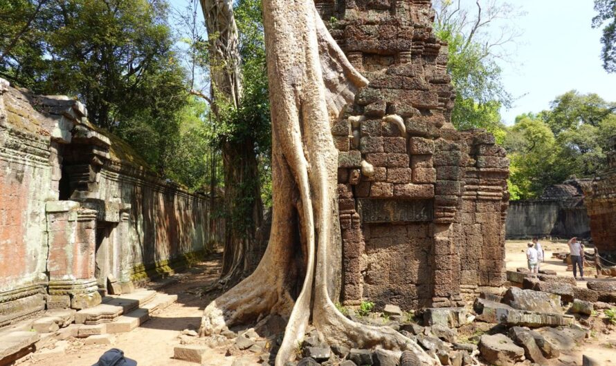 Siem Reap 3: Ta Prohm – auf den Spuren von Lara Croft