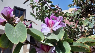 Kanaren_GranCanaria2_010