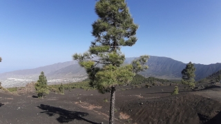 Kanaren_LaPalma_016