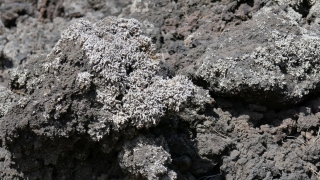 Kanaren_LaPalma_094