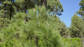 Kanaren_LaPalma_103