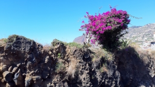 Kanaren_Madeira_010
