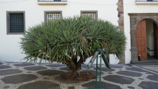 Kanaren_Madeira_037
