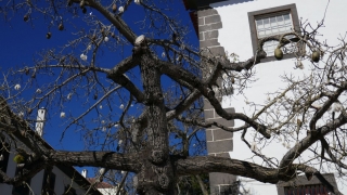 Kanaren_Madeira_061