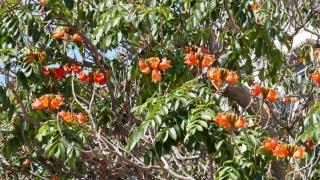Kanaren_Madeira_064