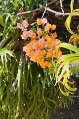 Kanaren_Madeira2_019