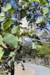 Kanaren_Madeira2_022