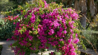 Kanaren_Madeira2_079