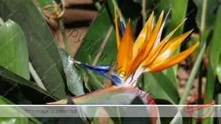 Kanaren_Madeira2_109