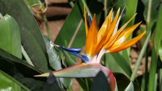 Kanaren_Madeira2_109