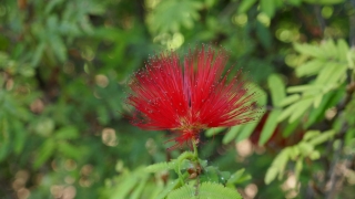 Kanaren_Madeira2_112