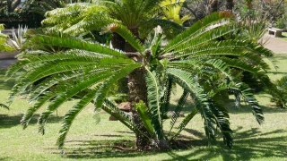 Kanaren_Madeira2_115