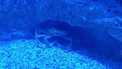 Creta Aquarium