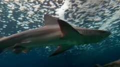 Creta Aquarium