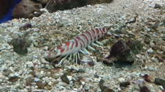 Creta Aquarium