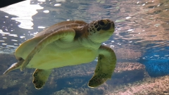 Creta Aquarium