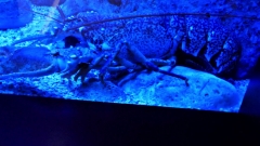 Creta Aquarium