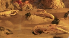 Creta Aquarium