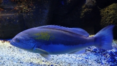 Creta Aquarium
