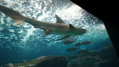 Creta Aquarium