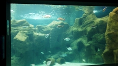 Creta Aquarium