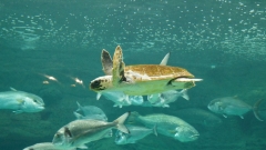 Creta Aquarium