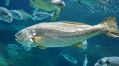 Creta Aquarium