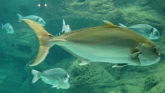 Creta Aquarium