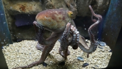 Creta Aquarium
