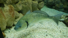 Creta Aquarium