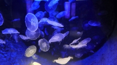 Creta Aquarium