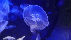 Creta Aquarium