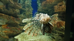 Creta Aquarium