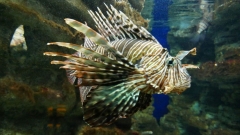Creta Aquarium