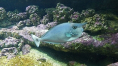 Creta Aquarium