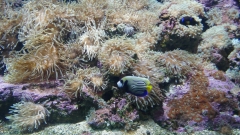 Creta Aquarium