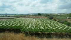 Bari_20210907