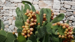 Bari_20210907