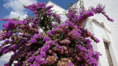Bari_20210907