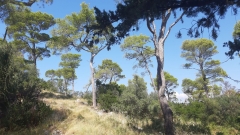 Split_20210910