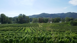 Wachau_202000911_026_P1090612