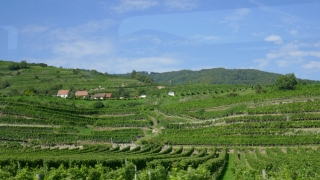Wachau_202000911_036_P1090624