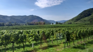 Wachau_202000911_140_20200911_113757