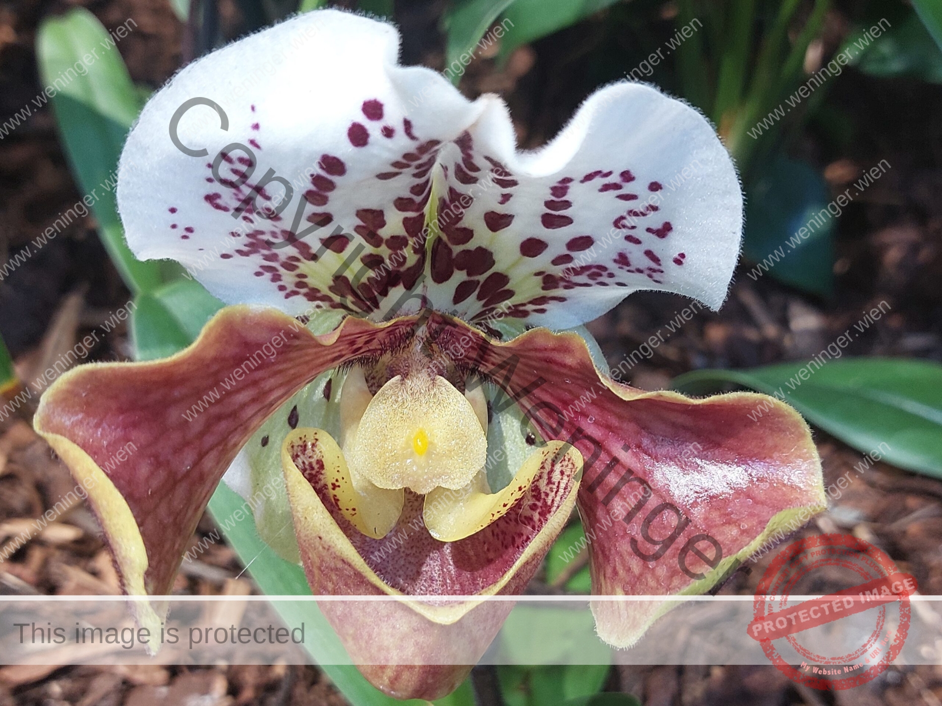 Orchideenausstellung