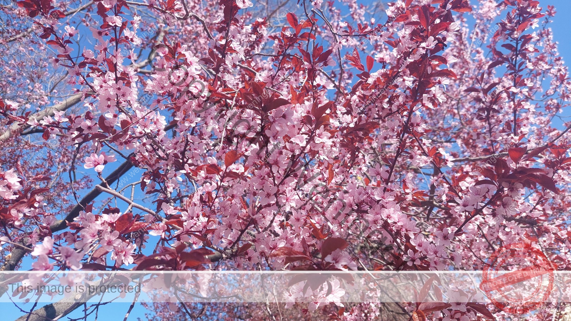 Kirschblüte in Wien
